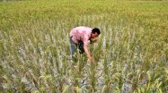Kondisi sawah yang kekeringan